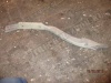 p_ (45045).jpg