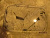 p_ (65790).jpg